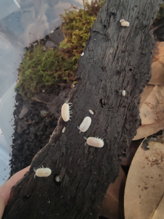 Cubaris murina Glacier Isopod
