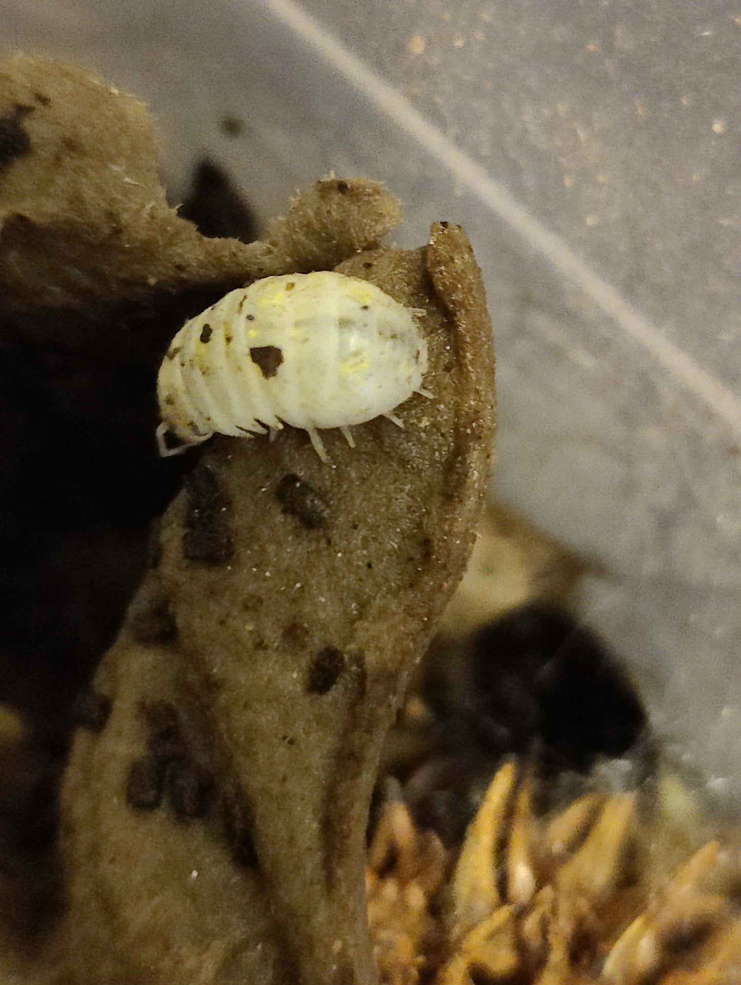Japanese Magic Potion Isopods (Armadillidium vulgare)