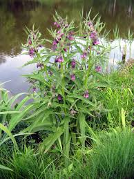 “True Comfrey”, Symphytum Officinale, 25 seeds, cold stratified, pre-treated