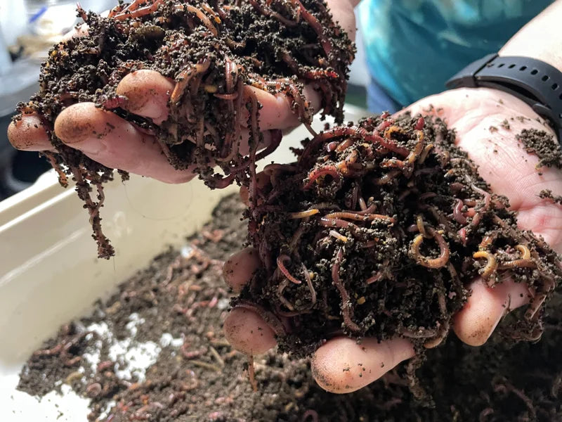 Hay Bale Vermigardening - Red Worm Composting
