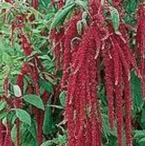 “Love Lies Bleeding” Amaranthus Caudatus, 100 seeds